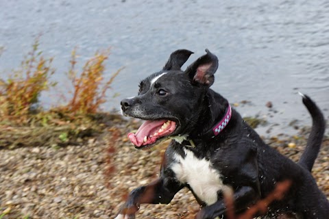 St Mary's Veterinary Surgery