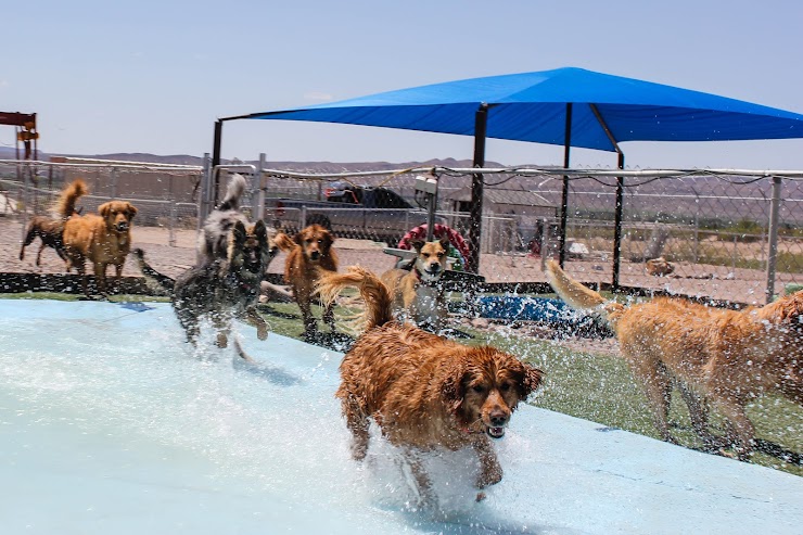 Pet Planet Hotel and Day Camp, Las Cruces, NM