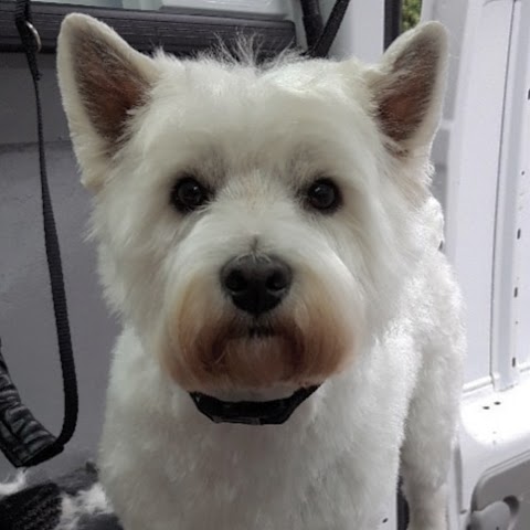 Gibsons Grooms (Mobile Dog Groomer)