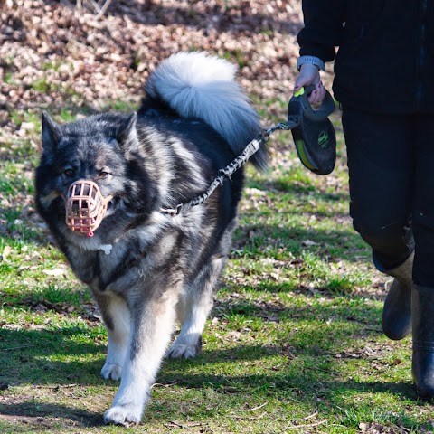 Pawfoot Sutton Coldfield