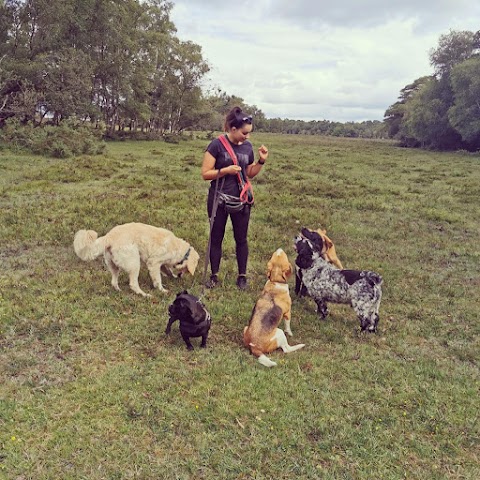 The Dog Walker - New Forest