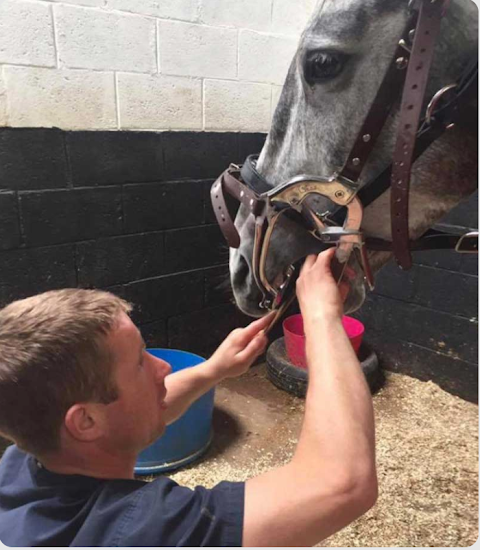 Jason McKeown Equine Dentistry