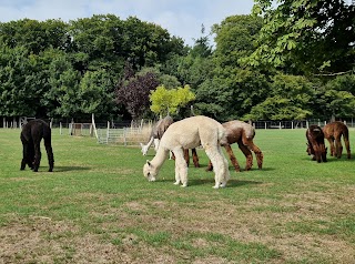 Dunreyth Alpacas (Chichester)