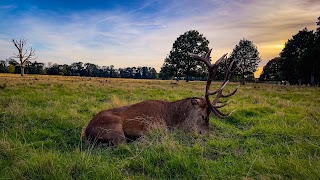 Bushy Park