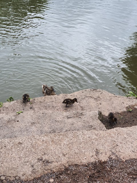 Winterbourne Duck Pond