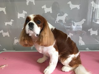 Picture Pawfect Groomers