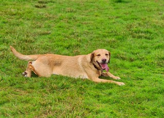 Romsey Paws Park