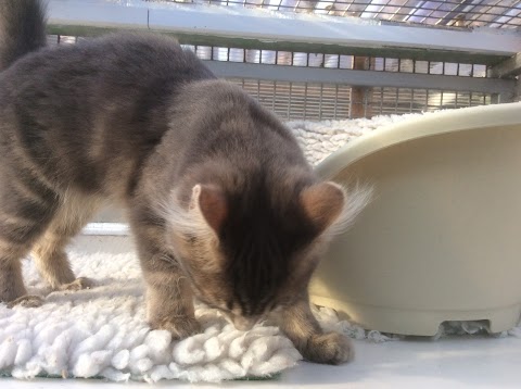 Hampton House Cattery