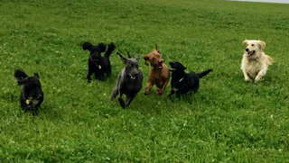 Happy Doggy - Trowbridge. Dog Walking. Doggy Daycare. Home Boarding.