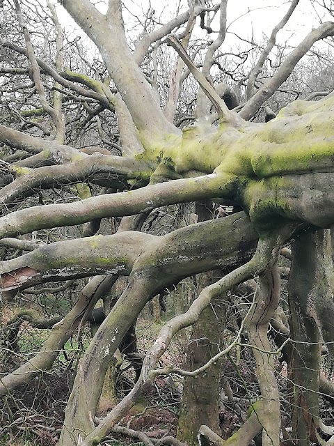 Cumbernauld Glen Wildlife Reserve