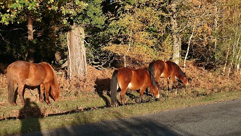 Acres Down Dog Walk