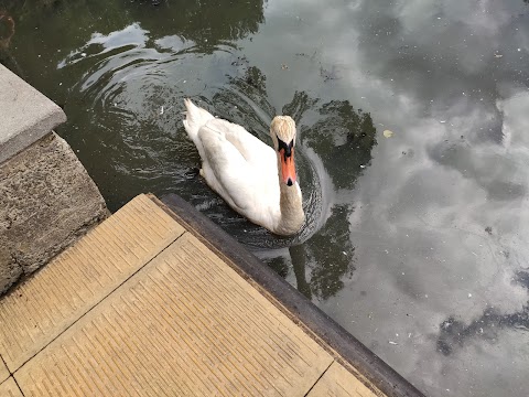 Singleton Park Boating Lake