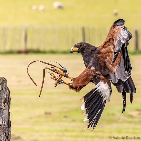 Wren’s Birds of Prey