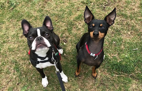 Waggy Walks 4 Dogs - Dog Home Boarding