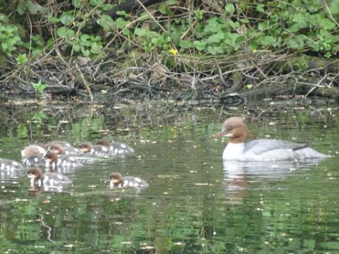 Farnley Hall Fish Pond