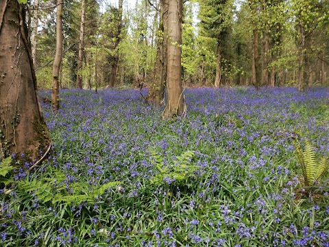 Narrow Water Forest