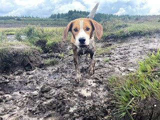 The Dog Walker - New Forest