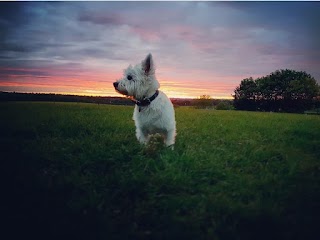 Little Lane Dog Retreat