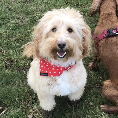 Mucky Mutts dog grooming