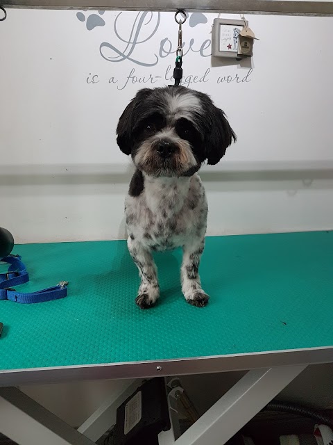 Classy Mutz Grooming Services & Training School