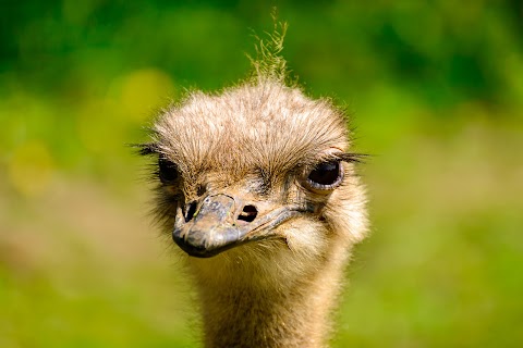 Dartmoor Zoo