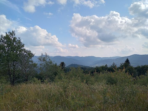 Головський правіковий ліс