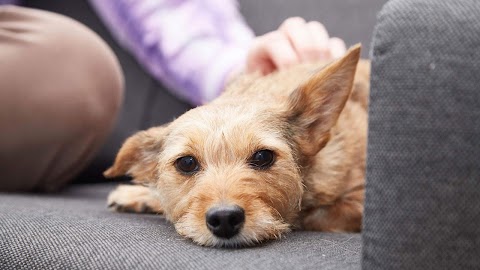 Water Street Veterinary Clinic - Radcliffe