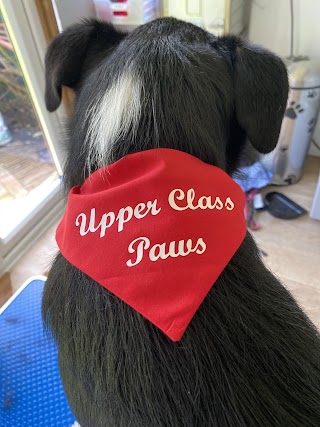 Upper Class Paws