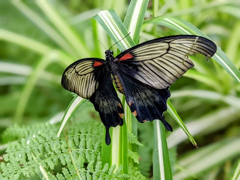 Seaforde Gardens & Tropical Butterfly House