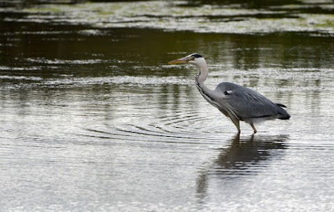 Willington Wetlands Nature Reserve