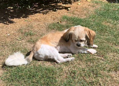 Grooming Parlour