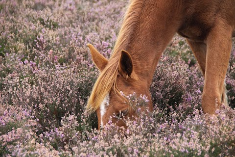 New Forest Cottages