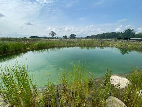 The Swimming Pond Company