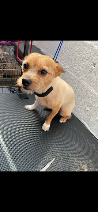 The Barking Barber