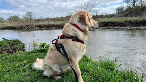 Four Paws and Trails