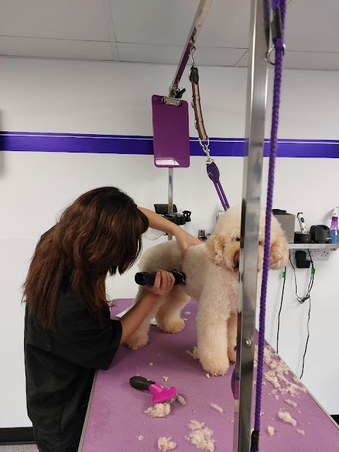 Sue Oliver Dog Grooming Studio