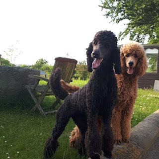 Veaghmount Kennels