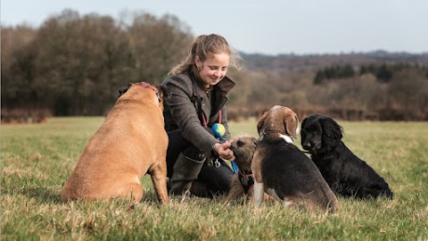 Happy Hounds Dog Walking