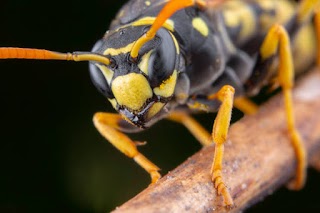 Stuart Watler Windows ——wasp nest destroyed —-gutter cleaning