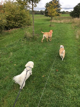 Ultimate Dog Walking Services