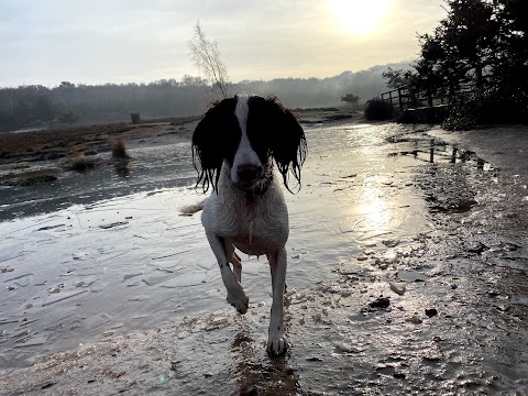 The Dog Walker - New Forest