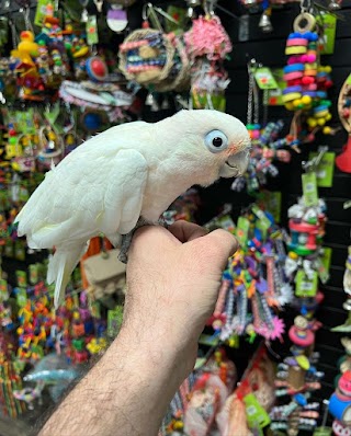 African Grey Parrots