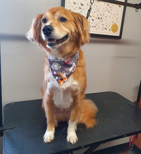 Pampered Paws Dog Grooming