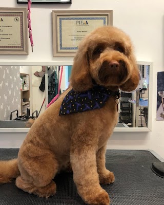 Elite Dog Grooming Limited Stockport