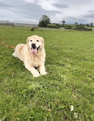 Calcot Kennels