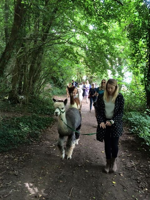 Dunreyth Alpacas (Chichester)