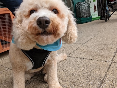 Pets at Home Newport