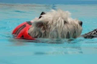 Hydrotherapy - Four Paws, The Wickham Canine Rehabilitation Centre