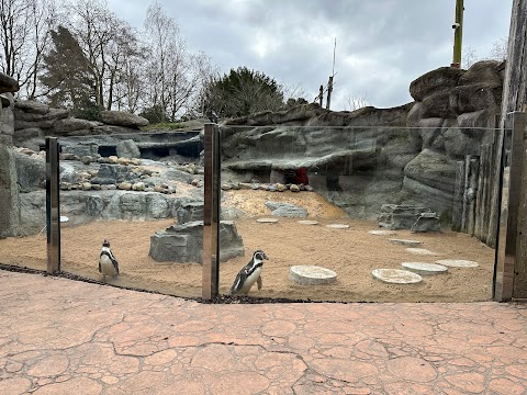 Penguin Cove