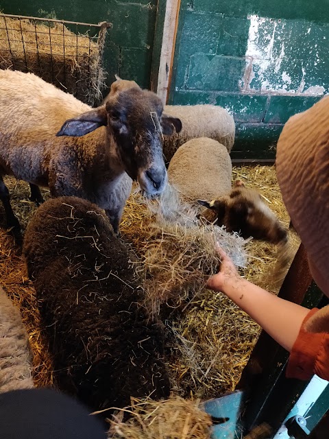 Balsall Heath City Farm